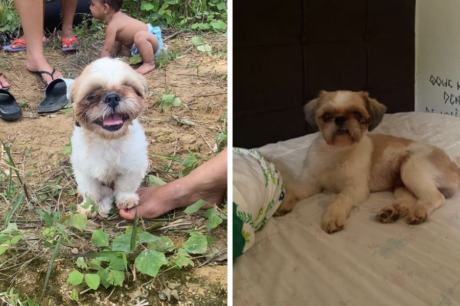 SHIH-TZU: Tutora procura por cachorrinho ‘Theo’, desaparecido no Nova Esperança