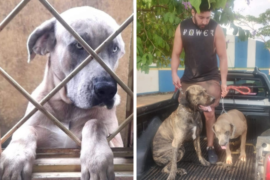 SÃO FRANCISCO: Tutor procura por cão fila brasileiro desaparecido em Porto Velho