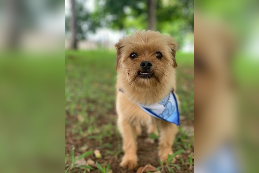 CHEWBACCA: Tutores buscam cãozinho desaparecido em Porto Velho