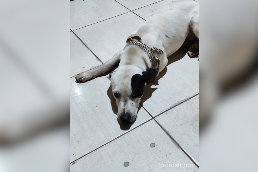 EM BUSCA DO DONO: Cachorro com coleira encontrado no bairro Baixa União de Porto Velho