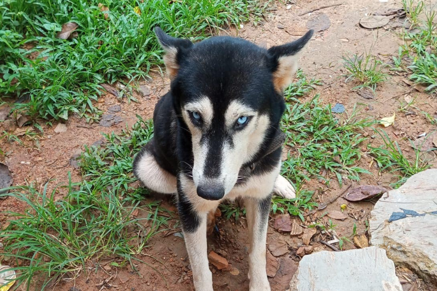 É SEU?: Leitora encontra husky em Porto Velho e busca por dono