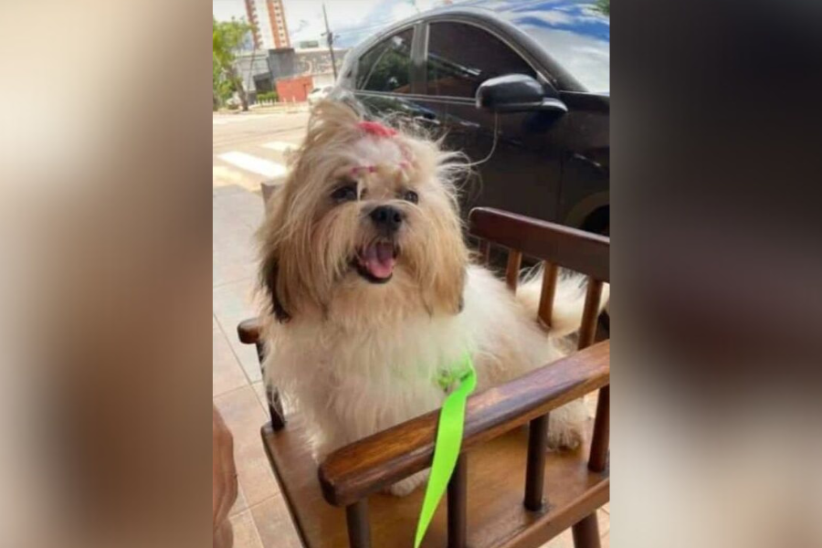 PROCURA-SE: Shih-tzu ‘Nina’ desaparecida no bairro Aponiã