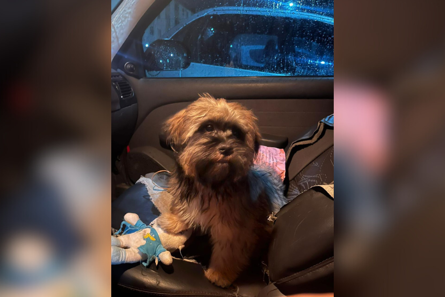 SHIH-TZU: Cachorrinho ‘Pulga’ desaparece no bairro Nacional; dona quer encontrar