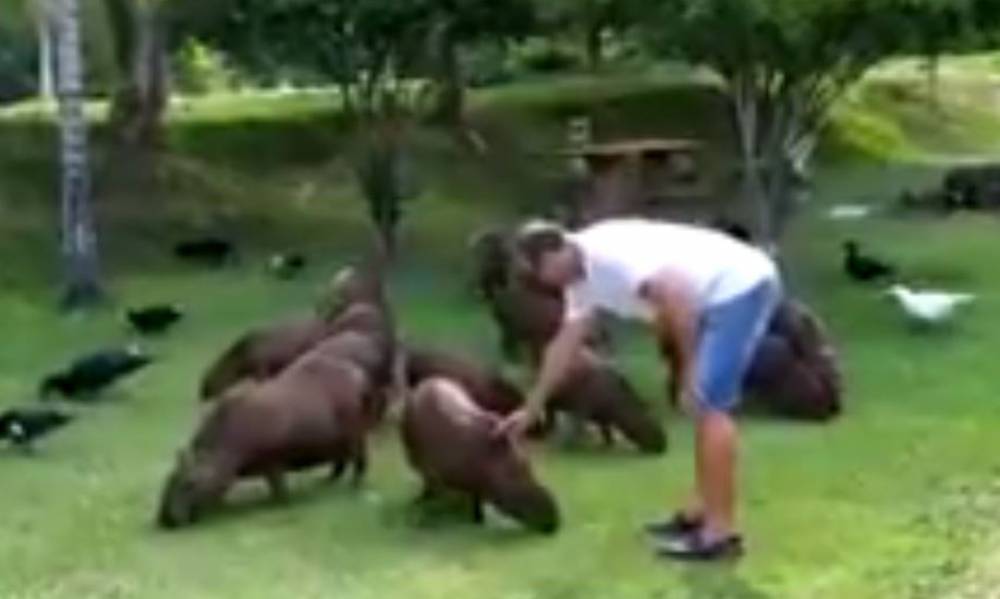 ASSISTA VÍDEO: Capivaras que vivem soltas em chácara viram atração em Rondônia