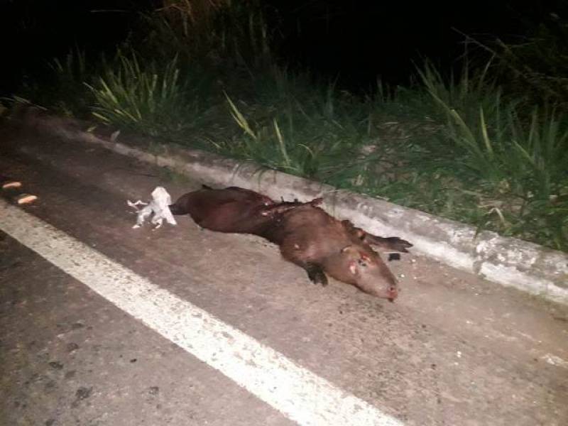 ATROPELADA: Capivara no meio da pista causa dois acidentes seguidos