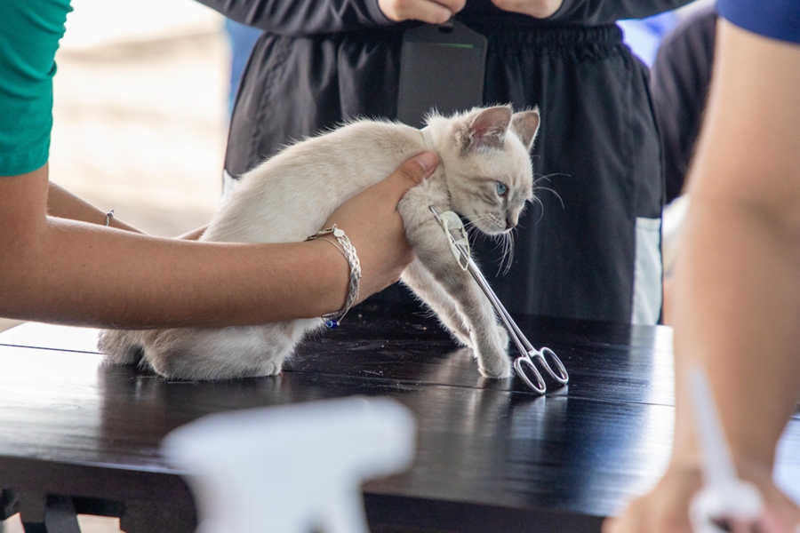 ASSISTÊNCIA: Porto Velho oferece atendimento veterinário gratuito para cães e gatos