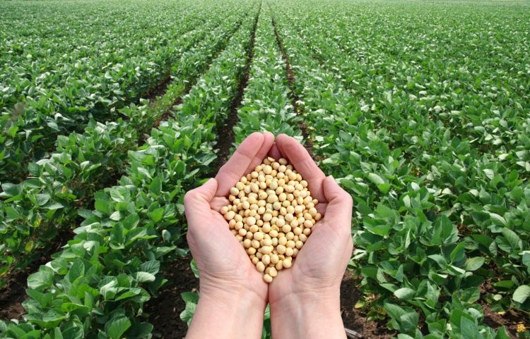 PRIMEIRA ETAPA: Agricultores de RO recebem títulos fundiários por meio do Terra Brasil