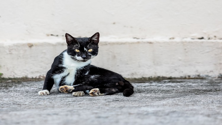 ABRIL LARANJA: Prefeitura cria programa para informar sobre maus-tratos contra animais