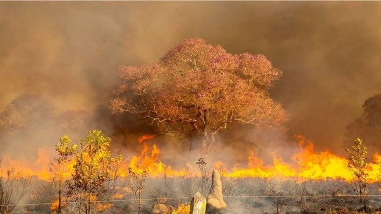 ALERTA: Fogo pode atingir Pantanal com a mesma ou maior proporção do ano passado