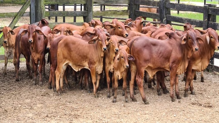 POTENCIAL LEITEIRO: Raça Red Sindi vem conquistando espaço na pecuária em Rondônia