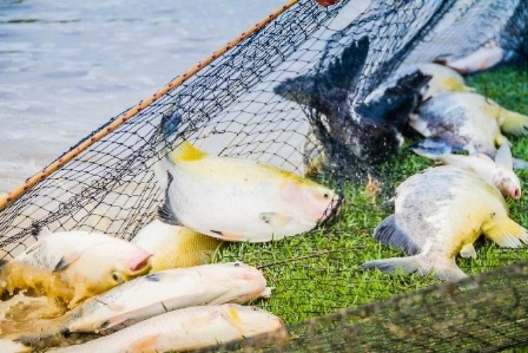 VILHENA: Grande quantidade de peixes são furtados de tanque em fazenda