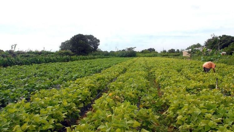 APOIO: Ministério paga Garantia-Safra a 25 mil agricultores familiares