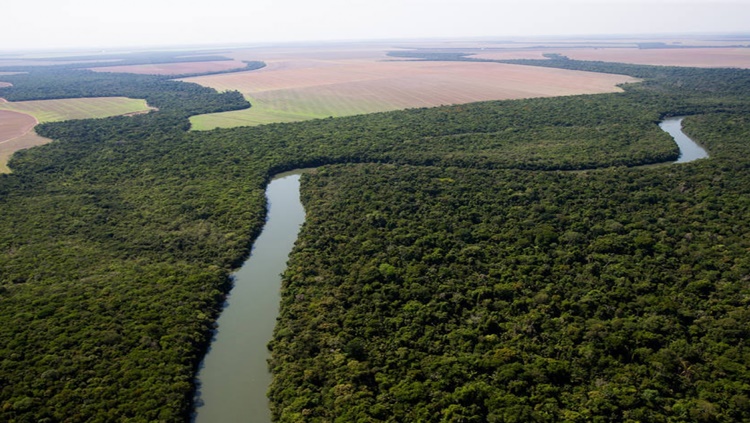 PRIVATIZAÇÃO: BNDES estuda um modelo para a concessão de florestas na Amazônia