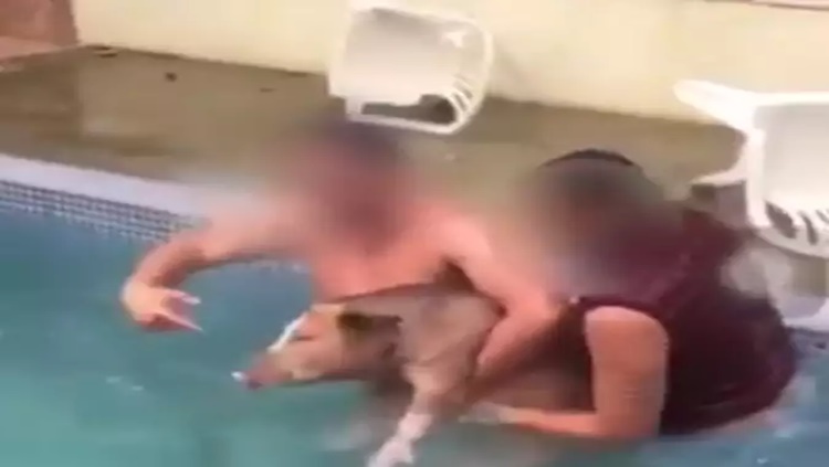 CRUELDADE: Dois homens que gravaram vídeo com porco dentro da piscina são indiciados