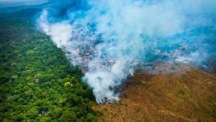 DIA DA AMAZÔNIA: Maior Floresta do mundo em área tropical não tem o que comemorar