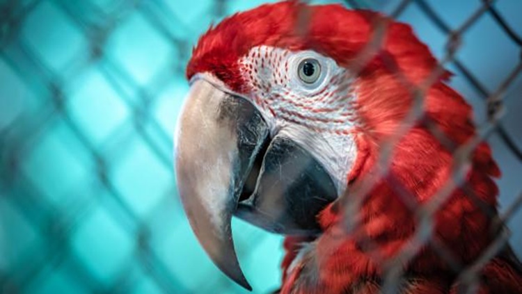 OPERAÇÃO MACAW: Ação mira suspeitos de comercializar ilegalmente animais silvestres