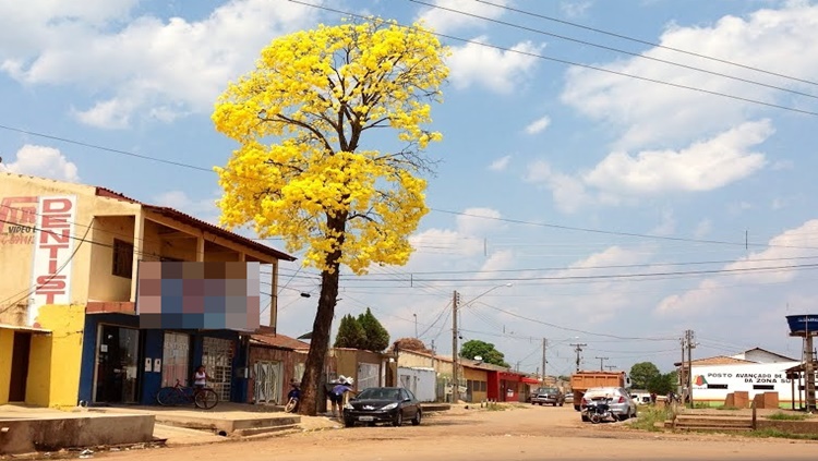 DIA DA ÁRVORE: Ipê amarelo da avenida Jatuarana é prova de resistência da natureza