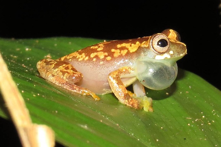 POTENTE: Através do canto, pesquisadores descobrem nova espécie de perereca na Amazônia