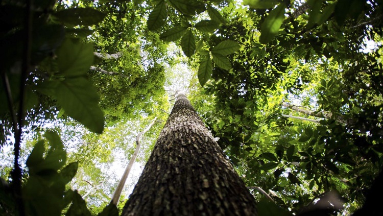 INICIATIVA: Produtores rurais vão receber por florestas conservadas na Amazônia