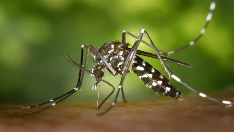 ROLIM DE MOURA: Em meio à pandemia, mais de 100 casos de dengue são registrados 