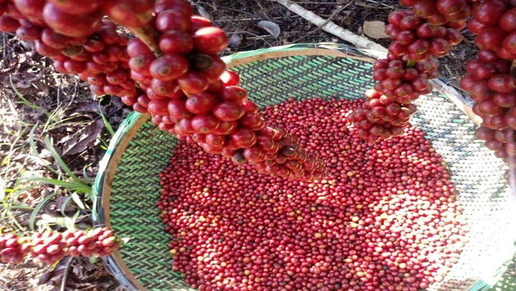 RONDÔNIA: Criação de um novo programa para melhoria da qualidade do café é analisado