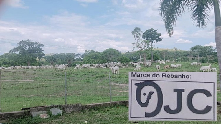 OFERECE RECOMPENSA: Pecuarista tem 57 cabeças de gado furtadas e busca por informações