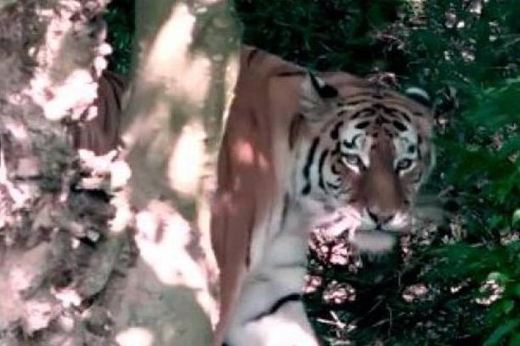 TRÁGICO: Tigre mata cuidadora de 55 anos na frente de visitantes em zoológico de Zurique