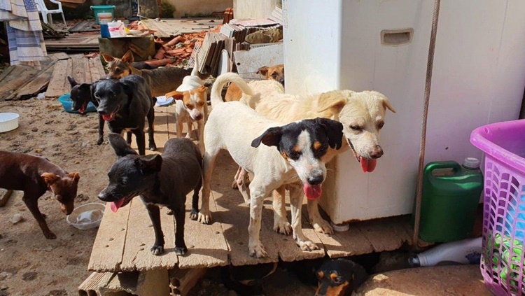 TRISTE: Sozinhos e sem alimento por uma semana, cães comem dona que morreu