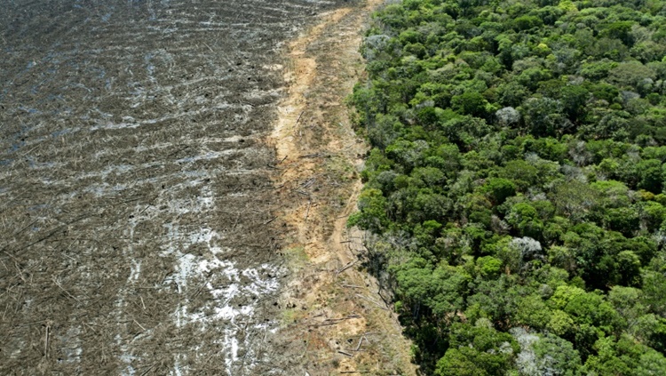 AMAZÔNIA: Desmatamento registra alta pela primeira vez em quatro meses