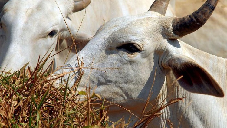 ONLINE: Justiça leiloa 434 cabeças de gado que foram usados para lavagem de dinheiro