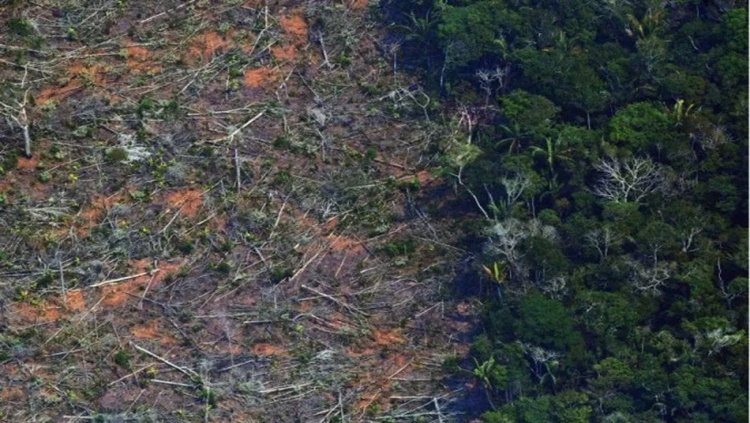 MEIO AMBIENTE: Impunidade para crimes ambientais bateu recorde na Amazônia