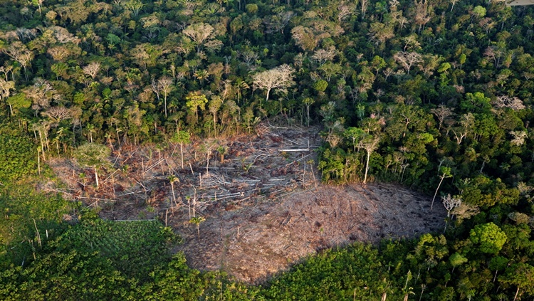 FLORESTA: Rondônia é um dos estados que mais desmata na região Amazônica