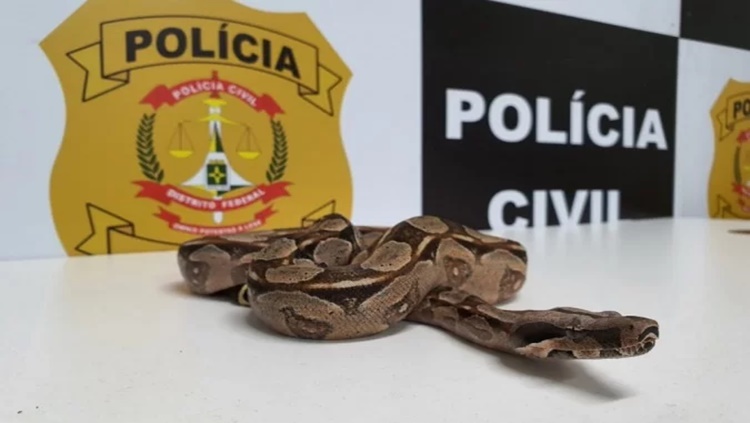 COBRA: Traficante usava jiboia para cobrar dívida de usuários de drogas