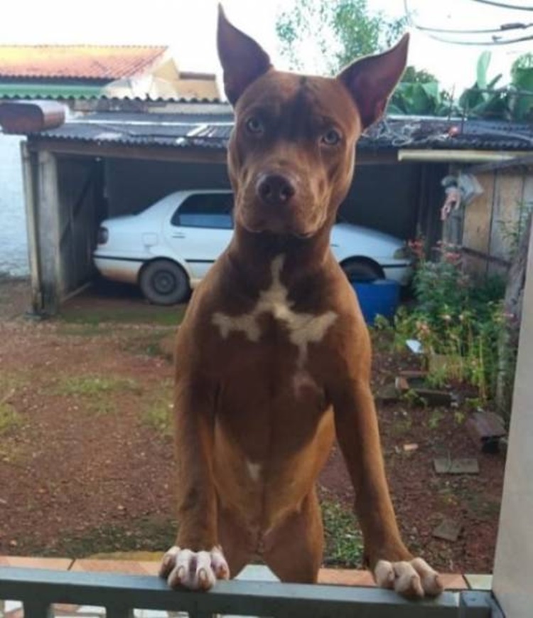 CEREJEIRAS: Envenenamento em animais domésticos deixam moradores revoltados