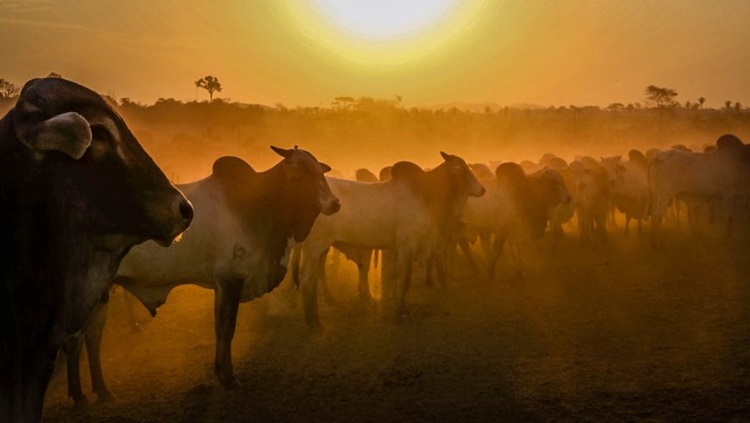 EM RONDÔNIA: Valor bruto da produção agropecuária sobe para R$ 18,3 bilhões