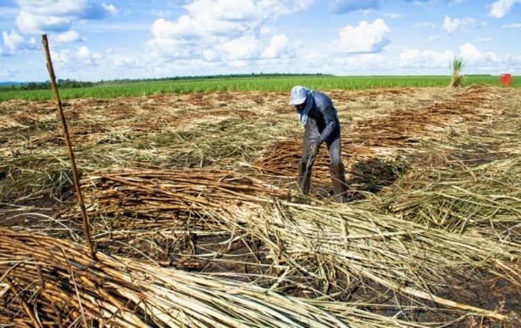 DENÚNCIAS: Governo divulga fluxo de atendimento para vítimas de trabalho escravo