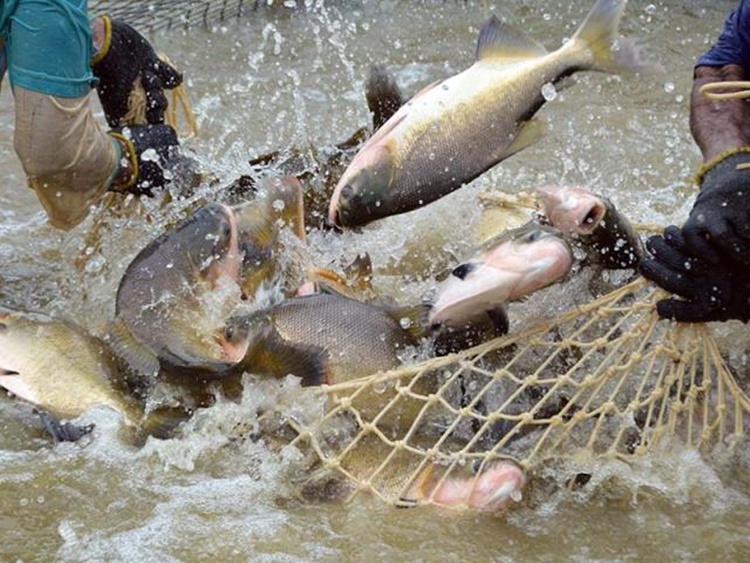 RONDÔNIA: Tambaqui ganha mercado na exportação do pescado brasileiro 