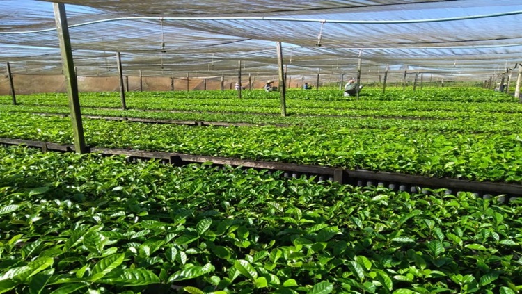 CAFEICULTURA: Projeto é lançado para viabilizar melhoramento genético em RO