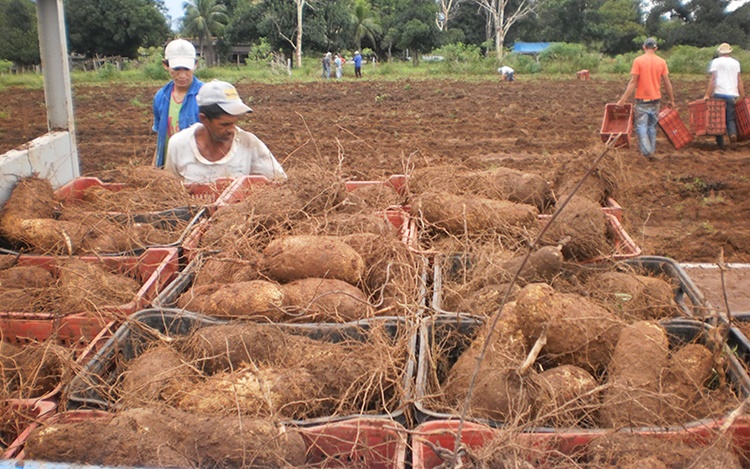 BONS RESULTADOS: Produtores de inhame em RO encerram colheita e comemoram