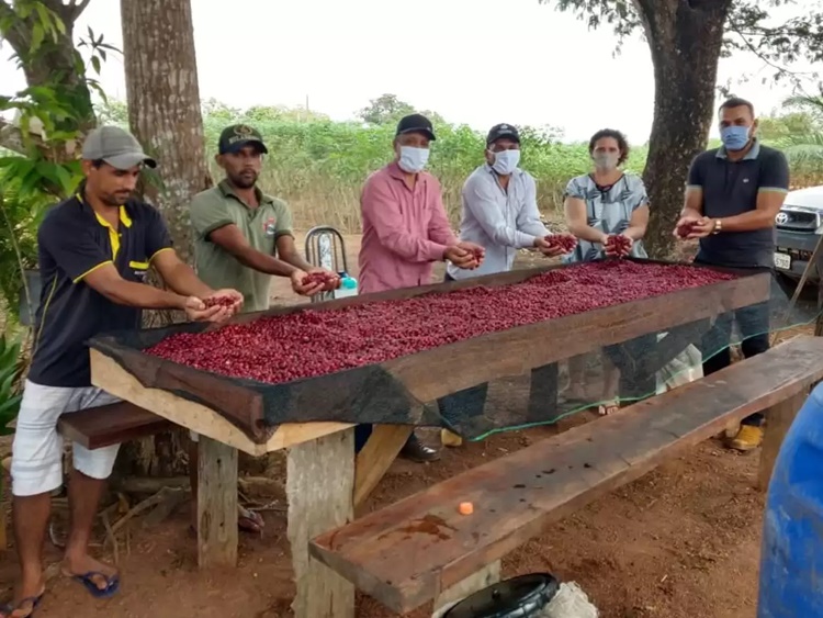 ROLIM DE MOURA: Três cafeicultores participarão de concurso de qualidade do café