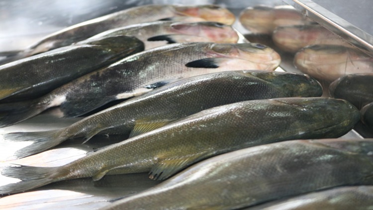 'PEIXE SAUDÁVEL': Programa garante maior qualidade do pescado rondoniense