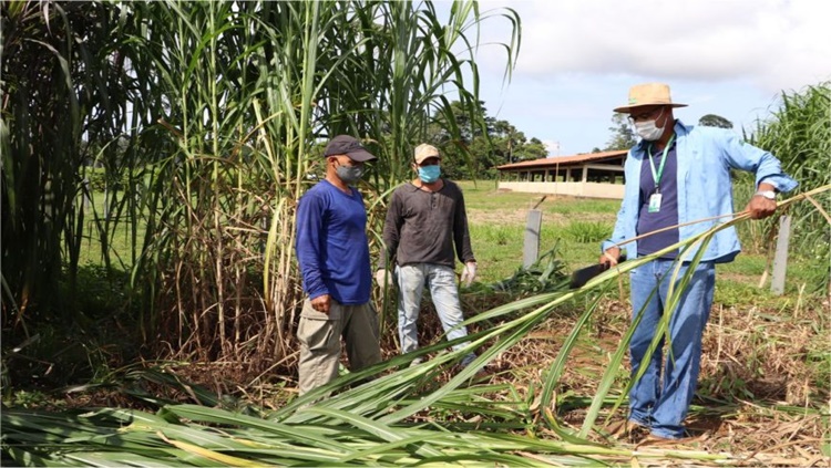 SETOR PRODUTIVO: Assistência técnica a agricultores de RO tem sido essencial para fortalecimento