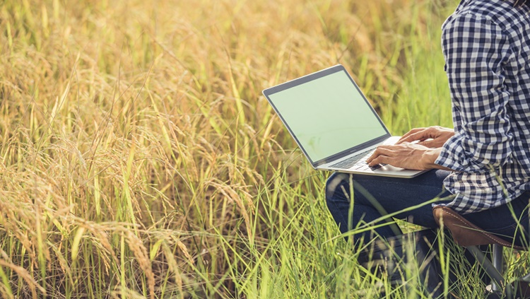 EM REDE: Ministério da Agricultura divulga plano de ação para Internet no campo