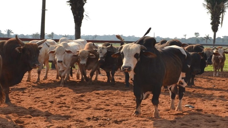 PRIMEIRA ETAPA: Campanha de declaração de rebanhos inicia neste sábado em RO