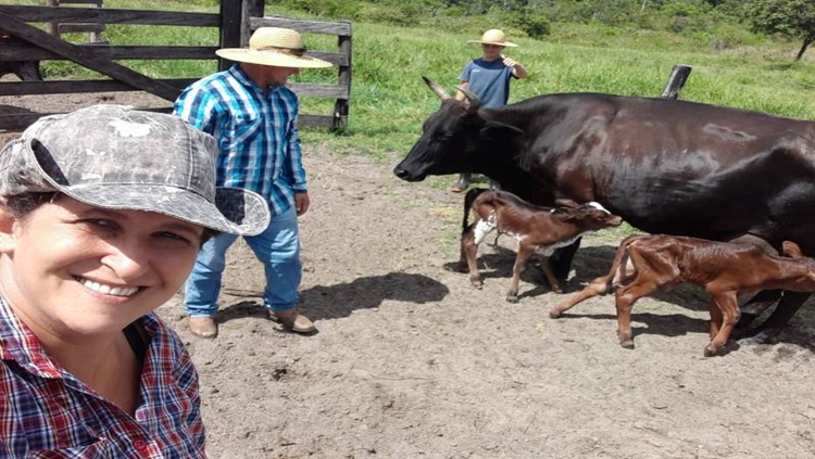 FENÔMENO RARO: Vaca dá à luz a bezerros gêmeos de sexos diferentes e surpreende donos em RO