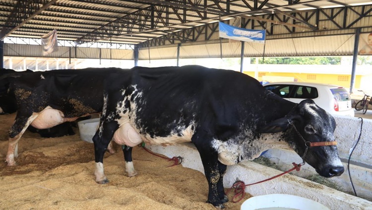 MERCADO INTERNACIONAL: Setor leiteiro busca apoio para inserir produtos de RO no exterior