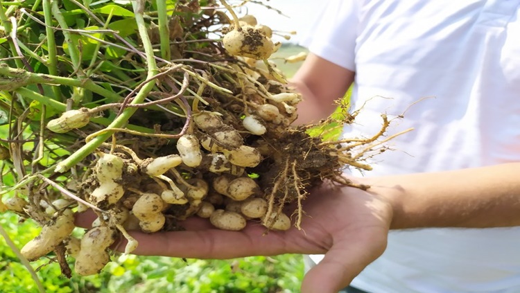 AMENDOIM: Zoneamento agrícola já está disponível para todos os estados