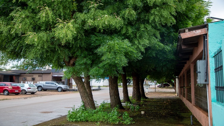 MEIO AMBIENTE: População é orientada para forma correta de plantio de árvores na capital