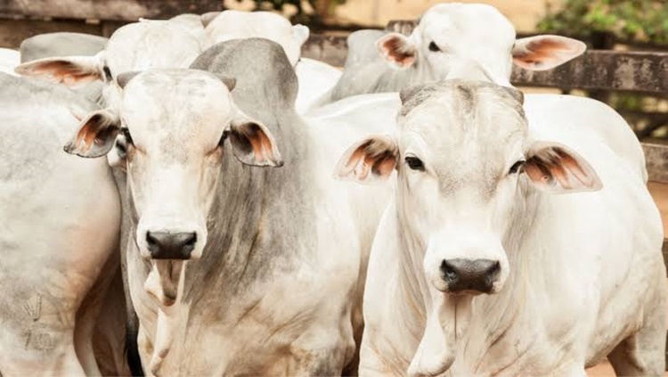 NA TV: Projeto prevê transmissão de conteúdo agropecuário 