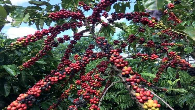 CAFÉ: Colheita de robusta da safra 2021/22 deve ser iniciada no mês de abril